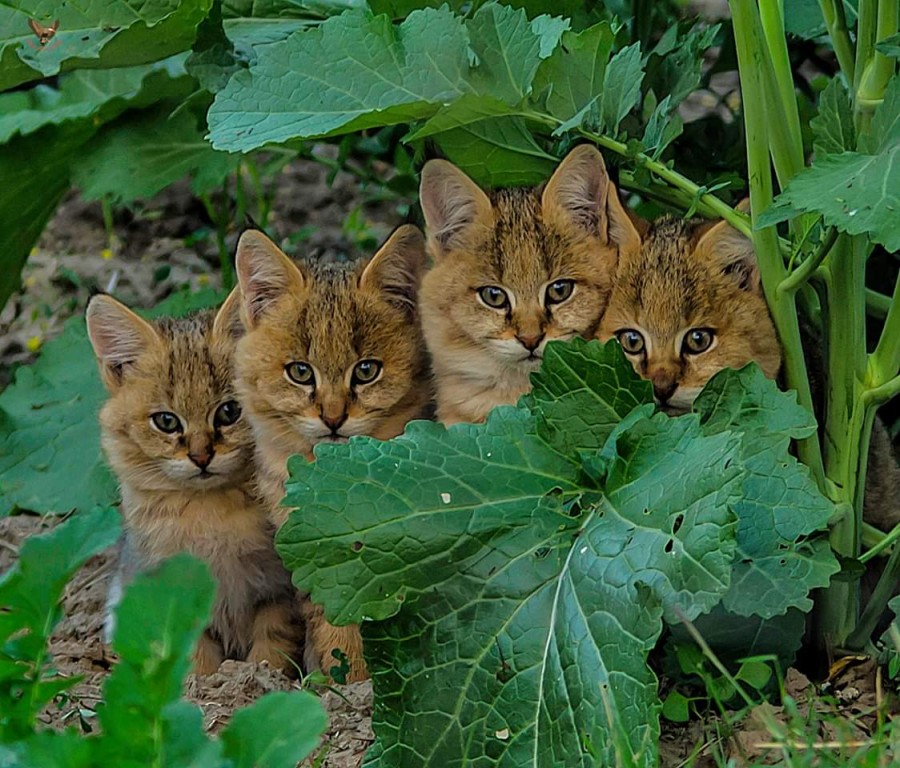 멋진 고양이과 동물들 사진~ 관련 이미지 8