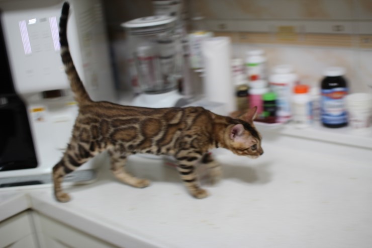 뱅갈고양이 남아 soyu gsw 관련 이미지 6