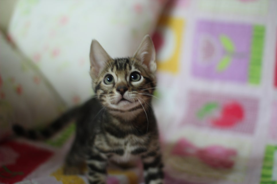 뱅갈고양이 브라운 보이 입니다~ 관련 이미지 6