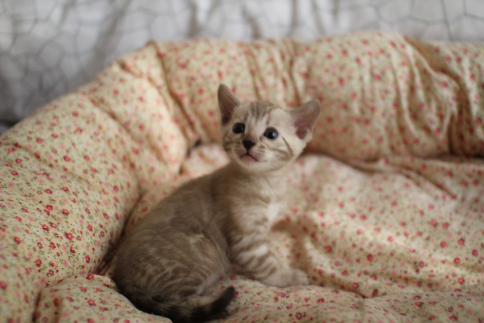 브라운,스노우뱅갈고양이 꼬맹이들 분양합니다~ 관련 이미지 6