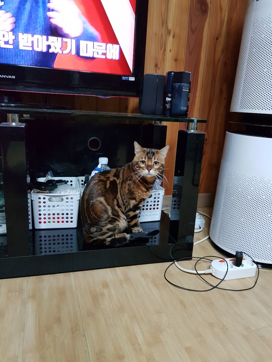 뱅갈고양이 블랙홀아 통통해지자~ 관련 이미지 6