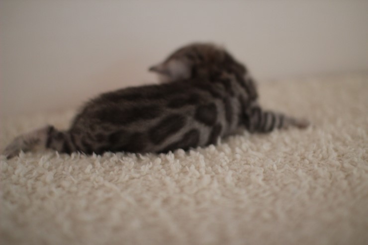 클라우드 로젯 실버 뱅갈고양이 남아예요~ 관련 이미지 6