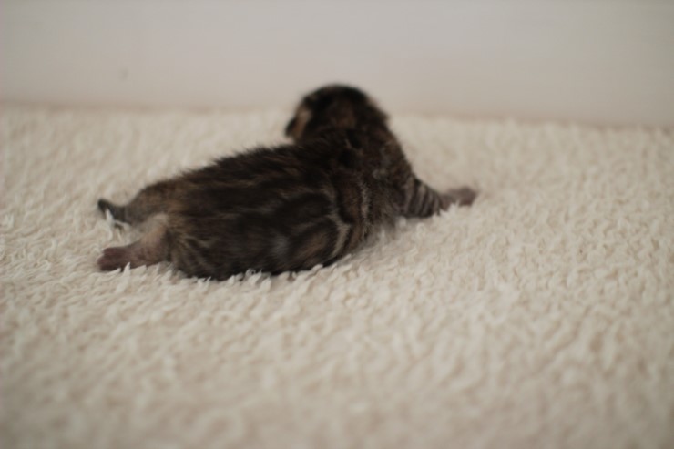 곰돌이가 되가는 녀석~ 관련 이미지 2