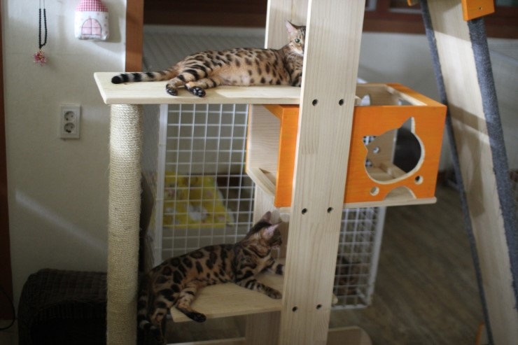 뱅갈고양이 브라운 뱅갈고양이 아이들^^ 관련 이미지 1