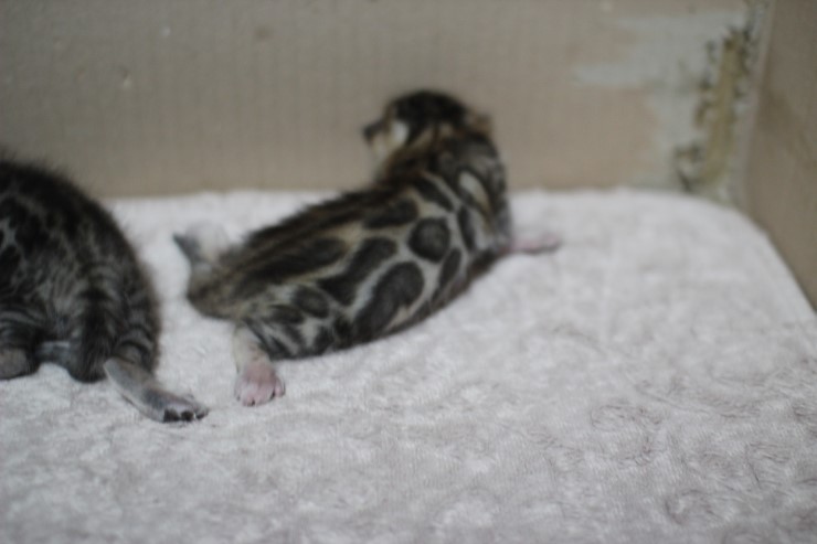 뱅갈고양이 자매 오늘 모습 입니다~ 관련 이미지 25