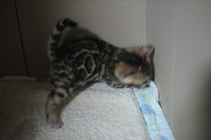 뱅갈고양이 꼬맹이들 많이 컸어요~ 관련 이미지 4