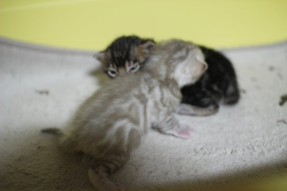 브라운과 실밍크 뱅갈고양이 꼬물이~ 관련 이미지 10