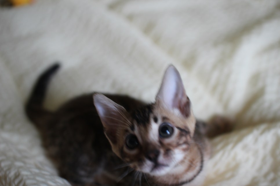 활발한 뱅갈고양이 남아3 분양해요~ 관련 이미지 1