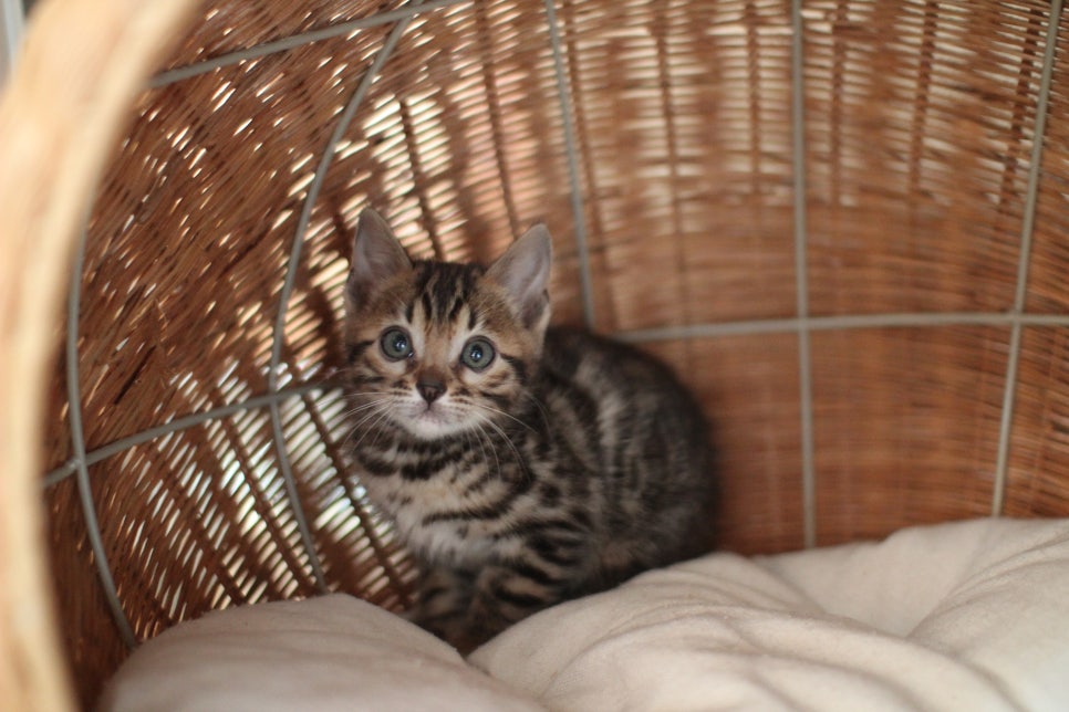 뱅갈고양이분양 환경좋은 홈캐터리에서 받으세요^^ 관련 이미지 4