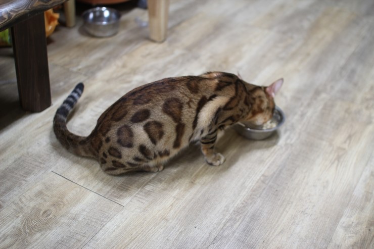 뱅갈고양이,뱅갈고양이 분양,미녀 뱅갈고양이들 입니다^^ 관련 이미지 8