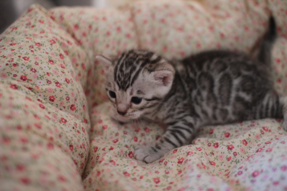 실버뱅갈고양이 여아 분양합니다~ 관련 이미지 8