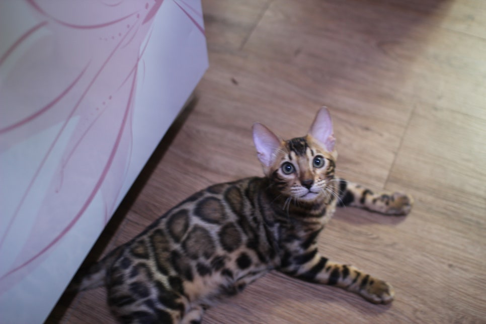 개냥이 뱅갈고양이들 분양합니다~ 관련 이미지 6