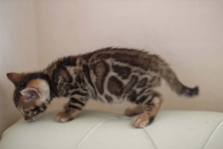 빅로젯 뱅갈고양이 남아2도 많이 컸어요~ 관련 이미지 14