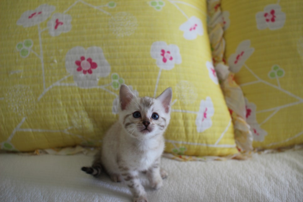 스노우뱅갈고양이 삼총사 분양해요~ 관련 이미지 8