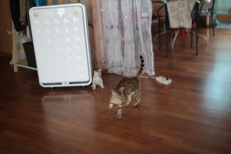 뱅갈고양이 아이들 한가로운 일상~ 관련 이미지 6
