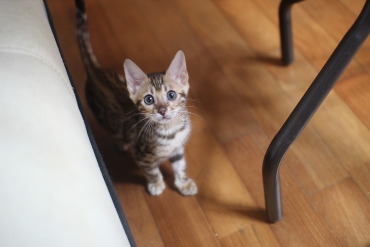 빅로젯 뱅갈고양이 여아~ 관련 이미지 1