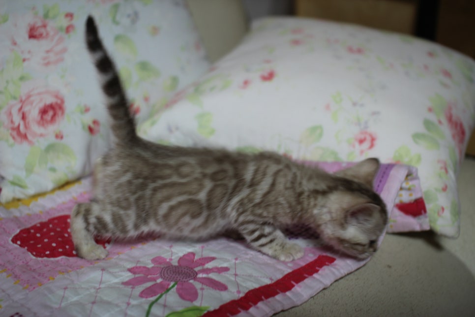 실밍크 뱅갈고양이 키퍼여아 입니다... 관련 이미지 7