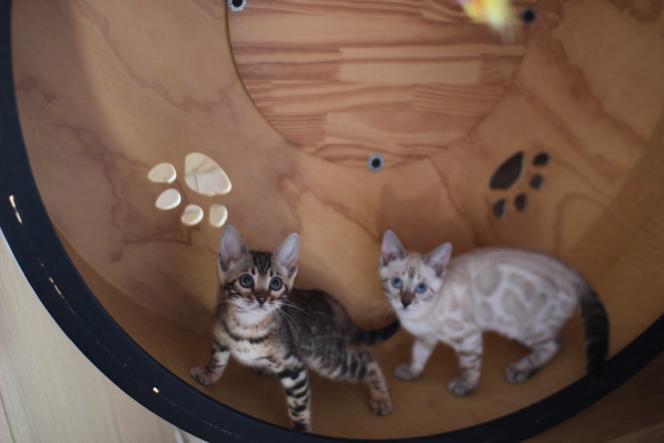 브라운,스노우 뱅갈고양이 여아들 분양해요~ 관련 이미지 11