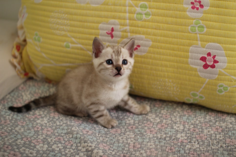 스노우뱅갈고양이 남아 분양해요~ 관련 이미지 2