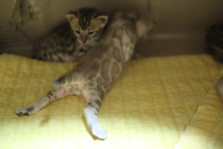 스노우 밍크 뱅갈고양이 남아 예약 분양 합니다~ 관련 이미지 2