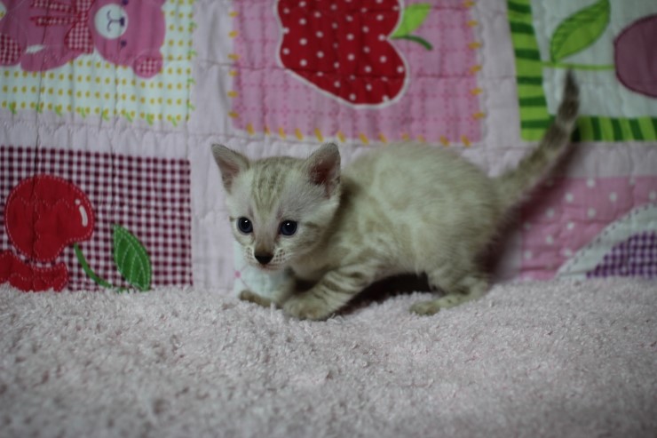 스노우뱅갈고양이 꼬맹이 여아 관련 이미지 5