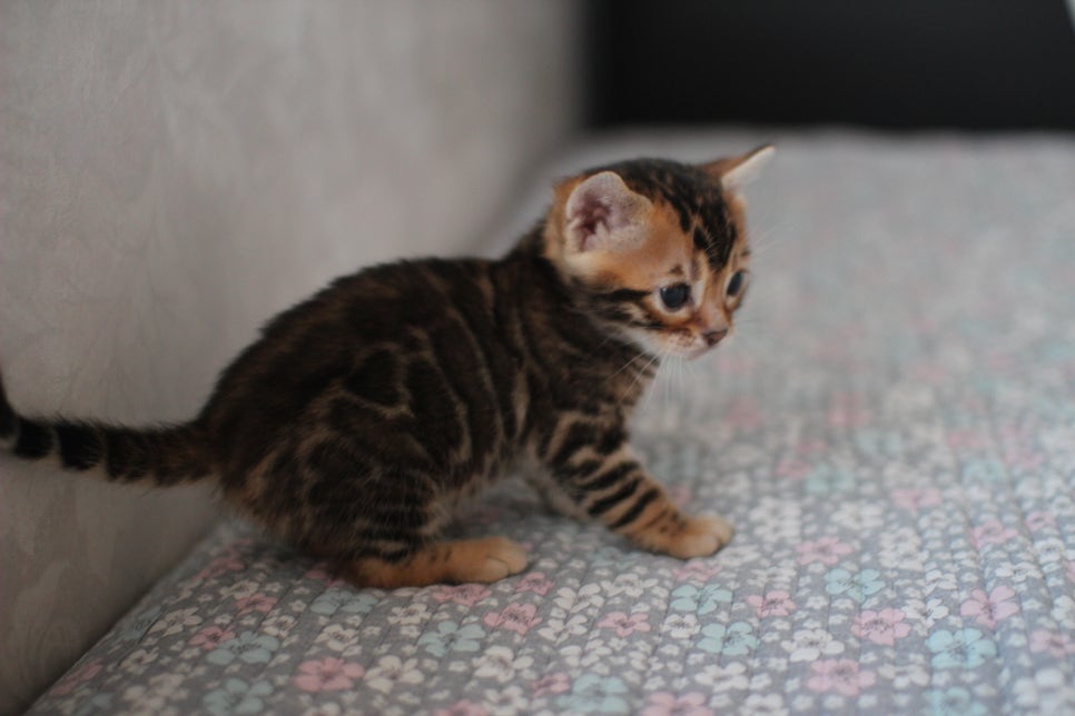 뱅갈고양이분양 동화속에 나오는 아이들! 관련 이미지 15