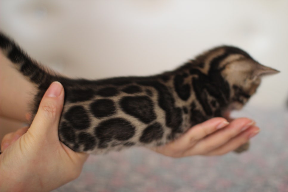 뱅갈고양이 분양중인 여아1 입니다~ 관련 이미지 6