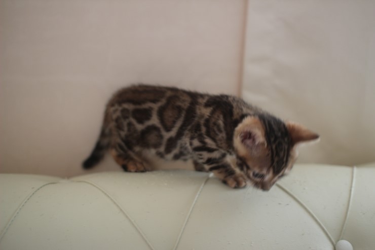 빅로젯 뱅갈고양이 남아2도 많이 컸어요~ 관련 이미지 2