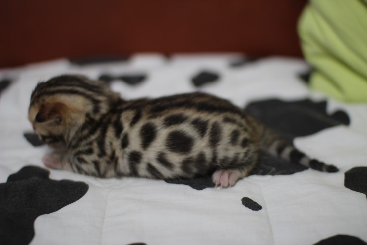 토실토실~ 관련 이미지 1