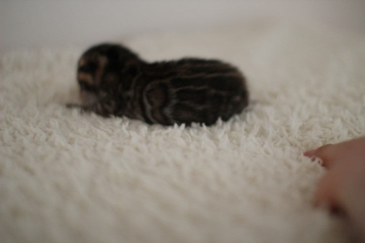 어제 태어난 뱅갈고양이 꼬물이 남아예요~ 관련 이미지 3