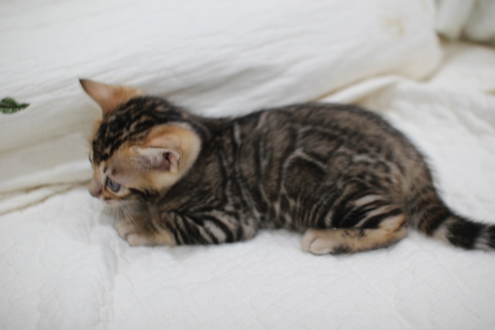 점점 개냥이가 되가는 브라운 뱅갈고양이 여아예요~ 관련 이미지 6