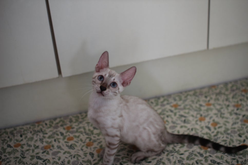 뱅갈고양이분양 애교가 넘치는 아이들 관련 이미지 12