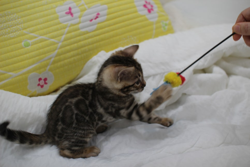 뱅갈고양이 남아3 분양해요~ 관련 이미지 4