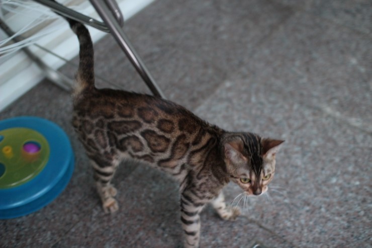 장난꾸러기 뱅갈고양이 리엔이예요~ 관련 이미지 7