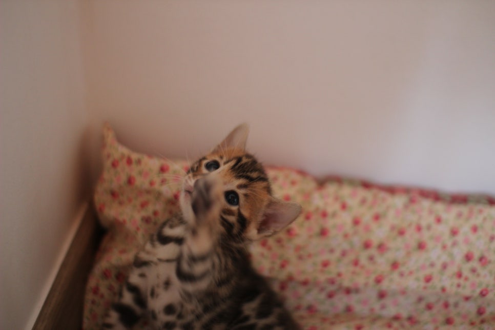 뱅갈고양이 꼬맹이들 나왔어요~ 관련 이미지 11