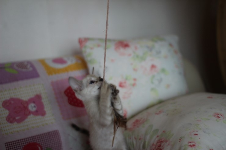 뱅갈고양이 분양 진정한 개냥이란? 관련 이미지 8