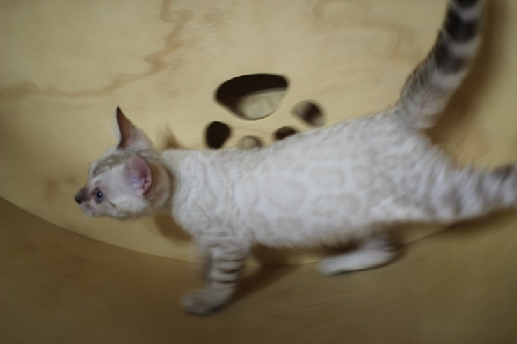 스노우 뱅갈고양이 흰둥아 달려라~ 관련 이미지 6