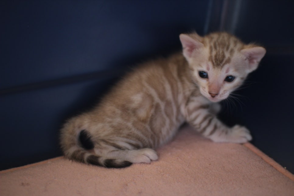 실밍크뱅갈고양이 꼬맹이들 등장이요~ 관련 이미지 1