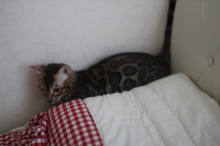 뱅갈고양이 새해 첫날~ 관련 이미지 12