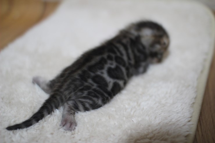 브라운 뱅갈고양이 여아 두아이예요~ 관련 이미지 3