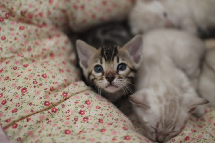 뱅갈고양이 5남매 단체샷 입니다~ 관련 이미지 1
