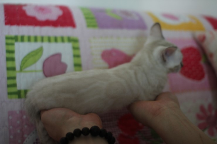 소유뱅갈고양이 캐터리 스노우 키퍼 여아 두아이예요~ 관련 이미지 2