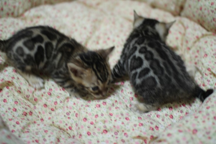 뱅갈고양이 분양 꼬맹이 자매예요~ 관련 이미지 6