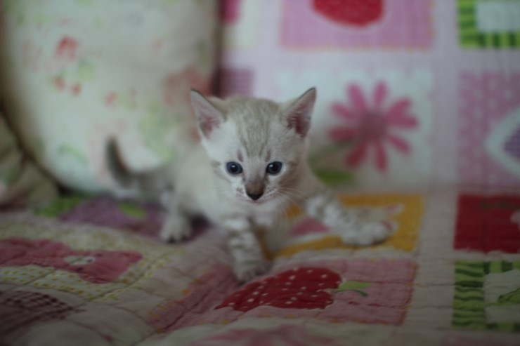 스노우뱅갈고양이 빅로젯 꼬맹이 많이 컸어요 관련 이미지 2