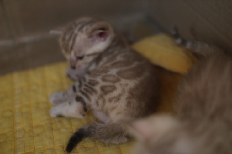 스노우 밍크 뱅갈고양이 남아예요. 관련 이미지 3