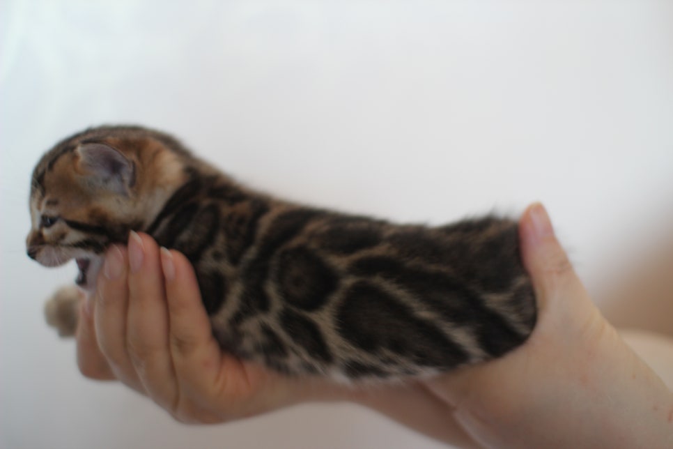 빅로젯 뱅갈고양이 삼형제예요~ 관련 이미지 7