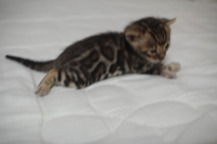 뱅갈고양이 빅로젯 꼬맹이~ 관련 이미지 3