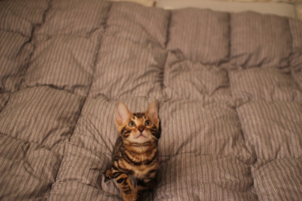 뱅갈고양이분양 장군이,아롱이, 탑식이~ 관련 이미지 16