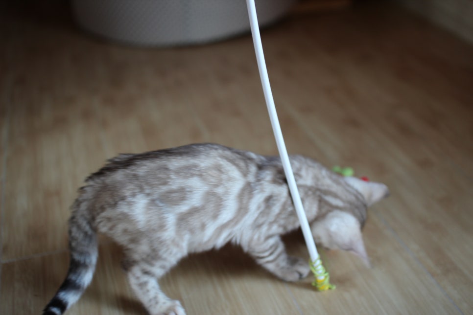 성격좋은 개냥이 뱅갈고양이를 찾으세요? 관련 이미지 4