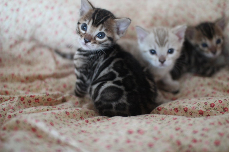뱅갈고양이 꼬맹이들 사진전 ㅎㅎ 관련 이미지 21